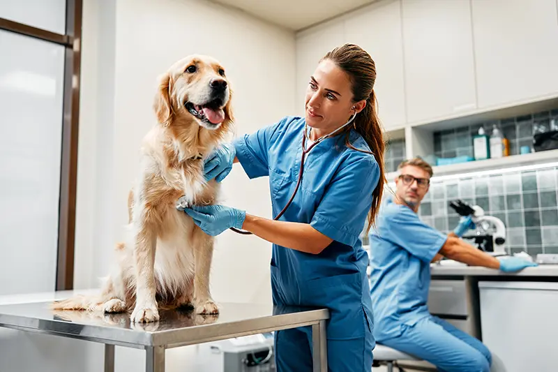Veterinary Courier Services 1 veterinary courier services | MPC Couriers